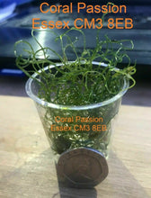 Load image into Gallery viewer, Chaetomorpha available at AquaMonster Essex