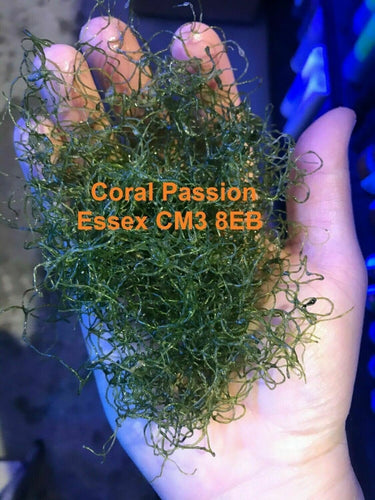 Handful of Chaetomorpha available at AquaMonster Essex