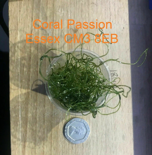 Chaetomorpha (free post) available at AquaMonster Essex